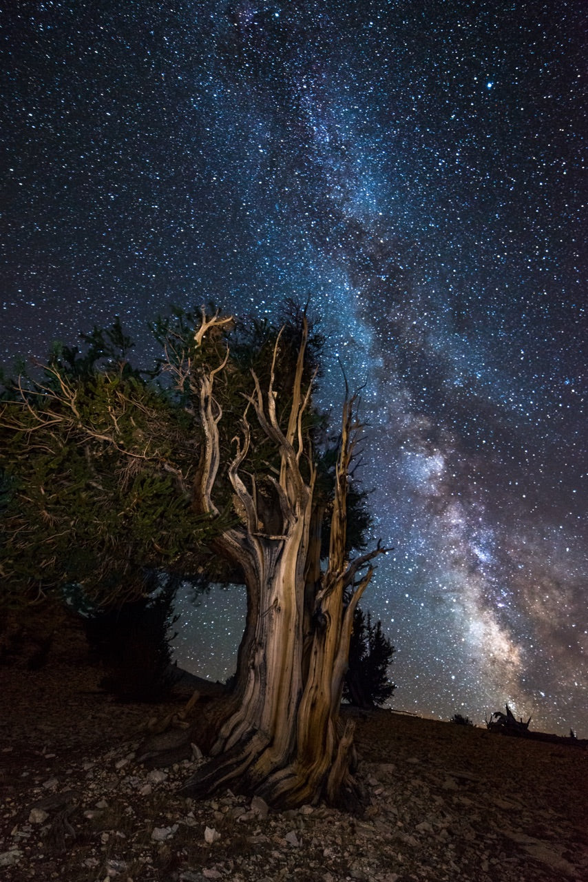 Bristlecone Pine with the Milky Way