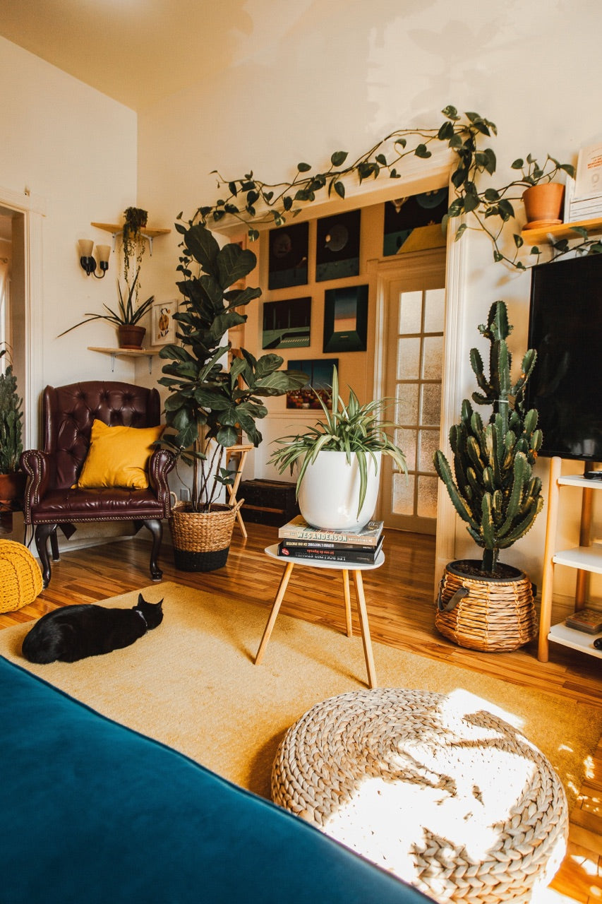 boho living room with plants