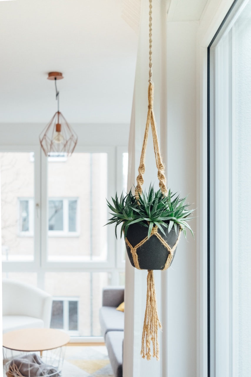 hanging plants in living room