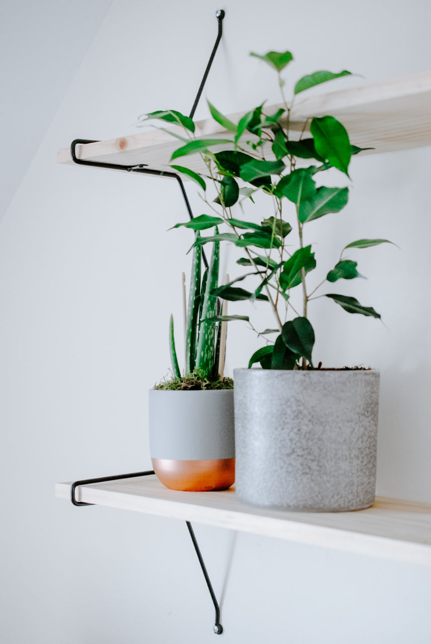 indoor potted plants on shelf