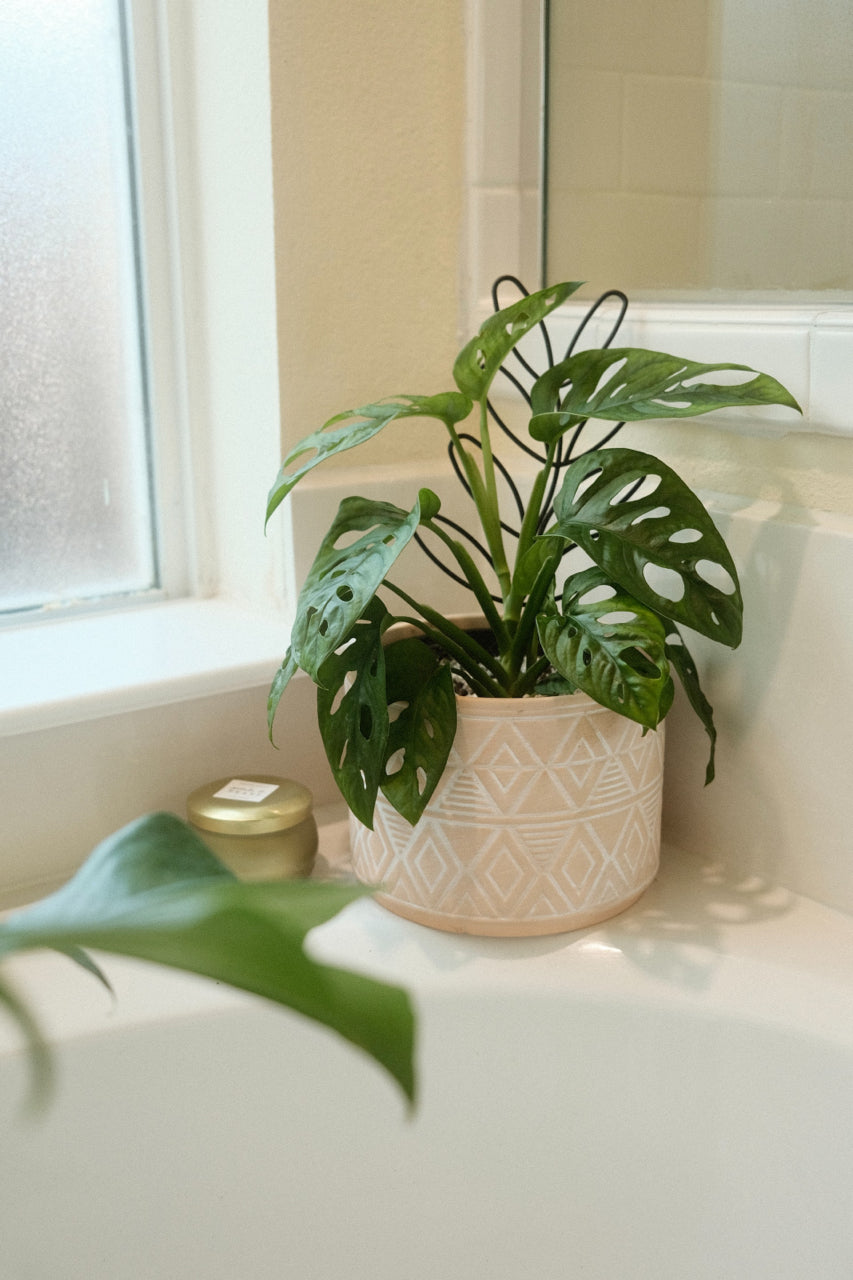 tropical plant in bathroom