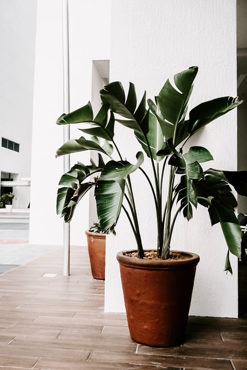 tropical indoor plant