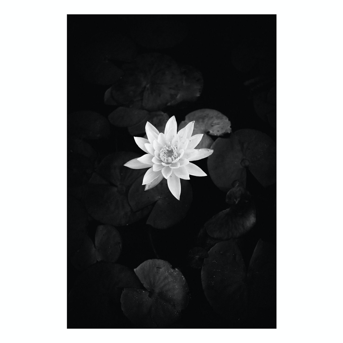 Learning to fly, Modern Photography, Black and White Print