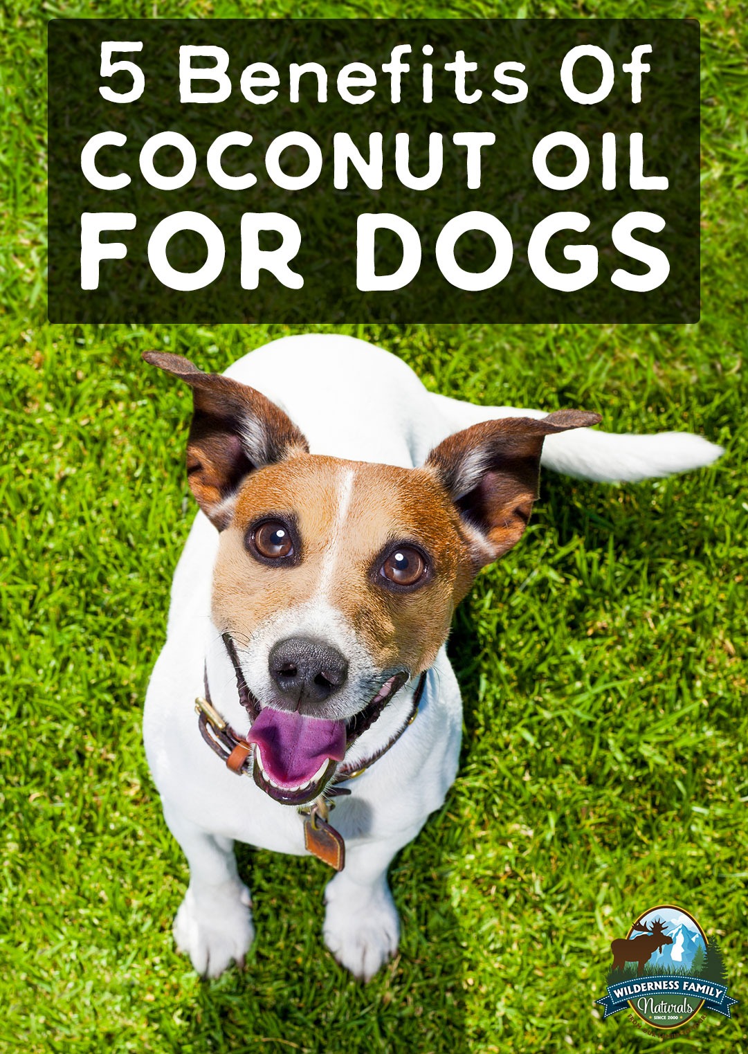 5 Benefits Of Coconut Oil For Dogs | Coconut oil may help maintain clean teeth, shiny fur, and overall good health for your beloved puppy. It's not a magic bullet, but it certainly can add to their overall well-being. Learn about the 5 benefits of coconut oil for dogs! | WildernessFamilyNaturals.com