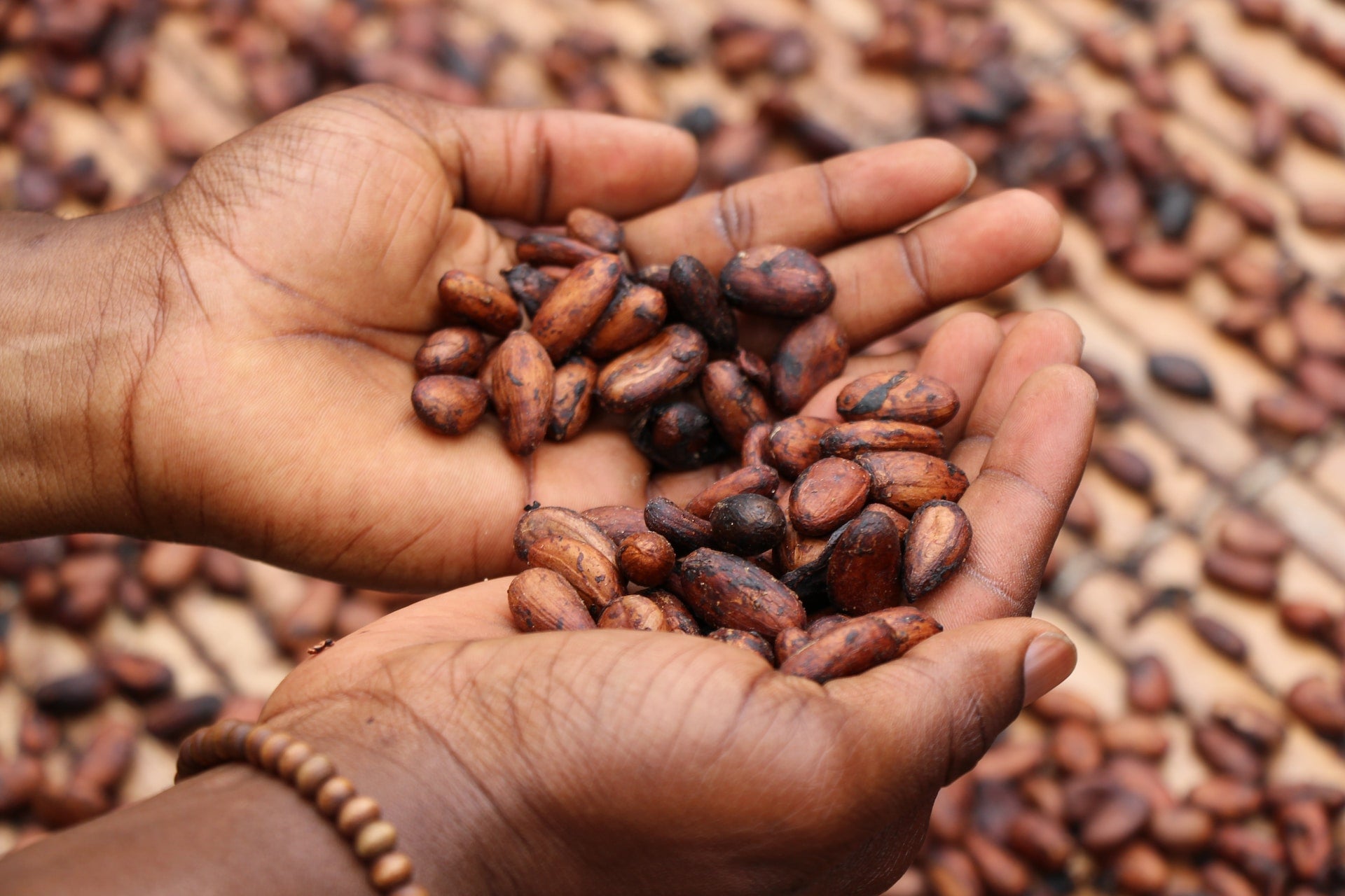 A person with open hands holding cacao beans