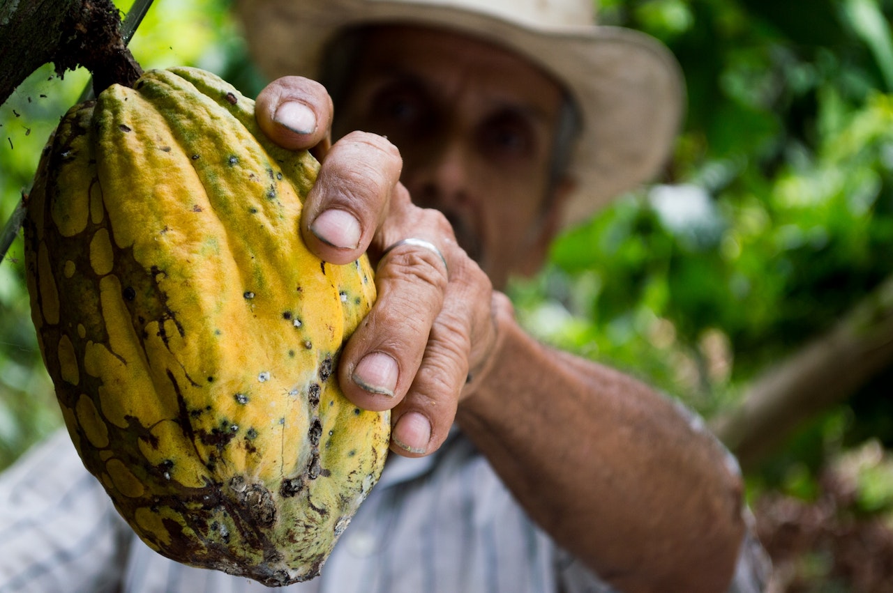 A man picking a yellow cacao fruit