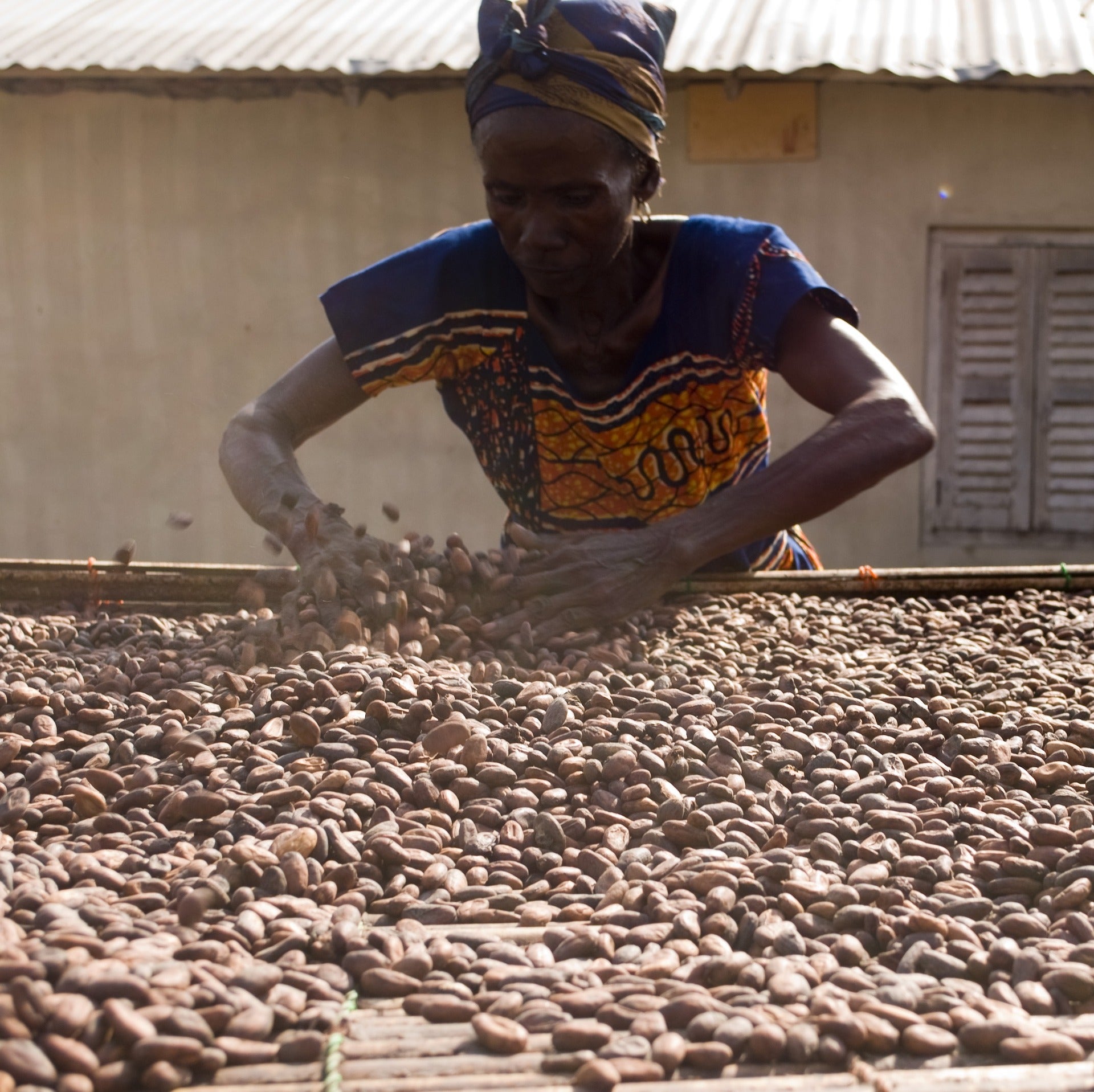 An African woman drying cacao beans out in the sun