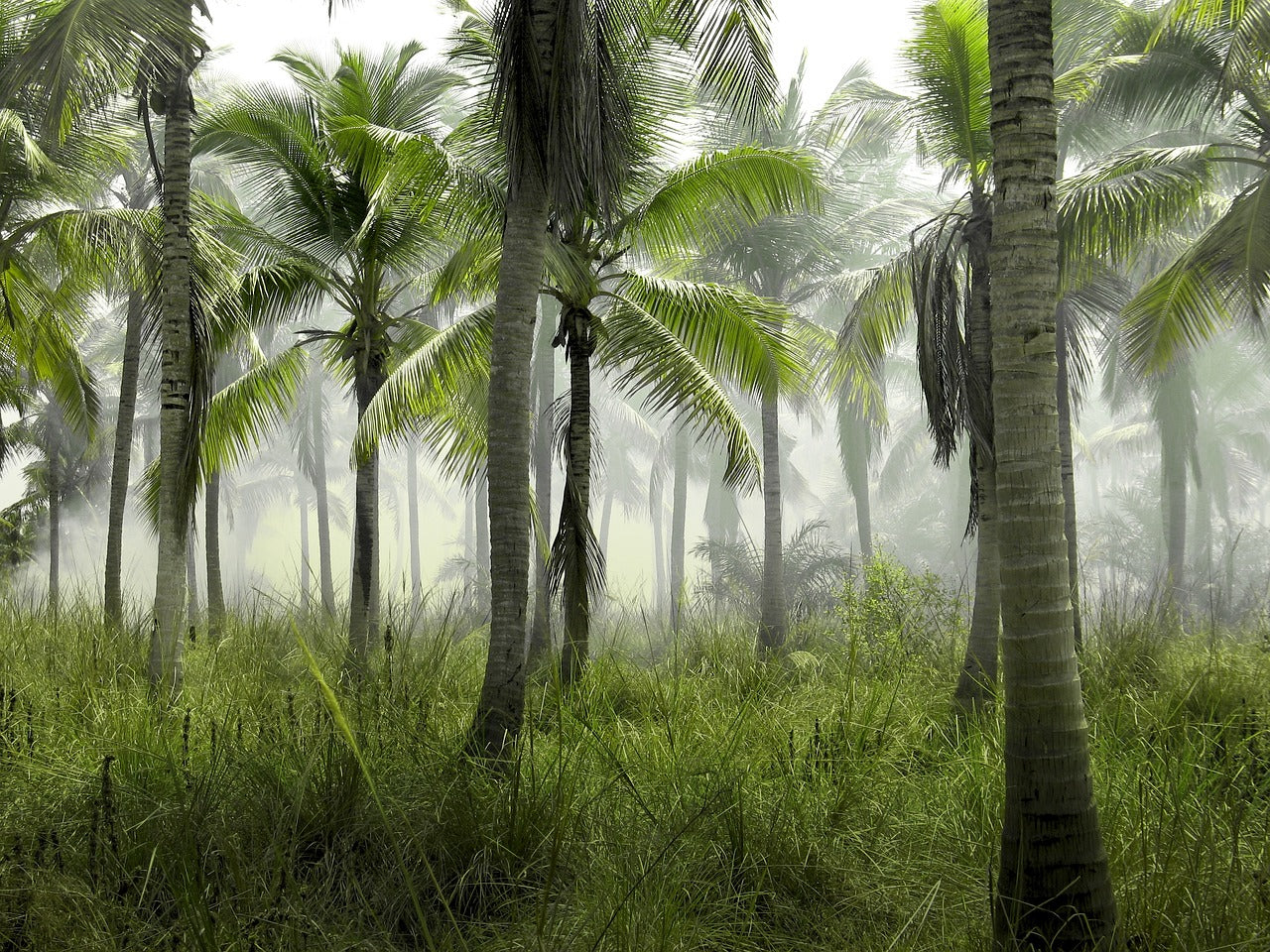 Why Palm Oil? – The Good, The Bad and the Sustainable