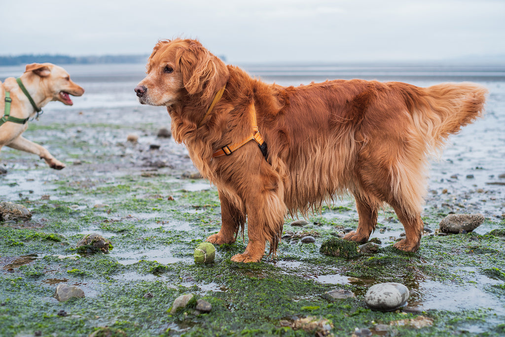 golden retriever running around near the water with rocky grounds wearing atlas pet company lifetime harness in honey