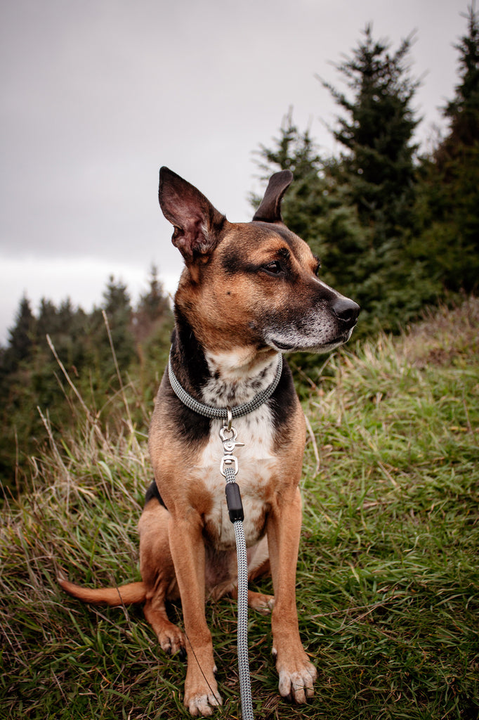 dog sitting down in the grass on a gray day wearing atlas pet company lifetime collar and lifetime leash