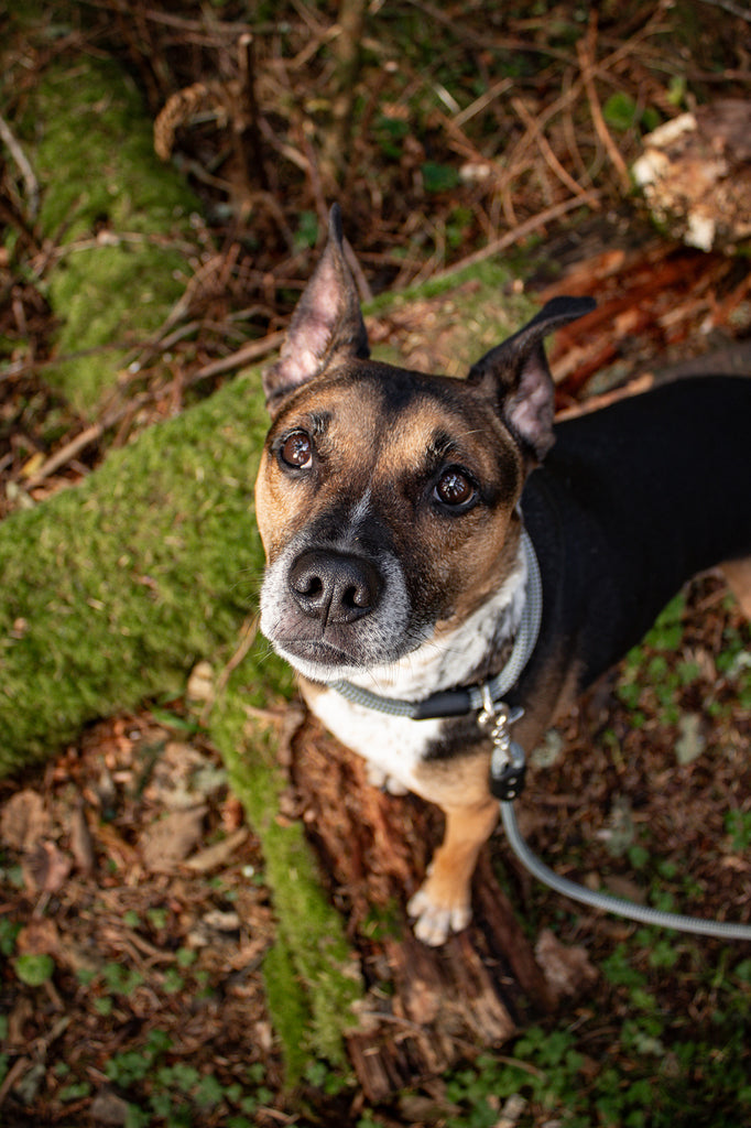 dog looking up in the mossy woods wearing atlas pet company lifetime collar and lifetime leash