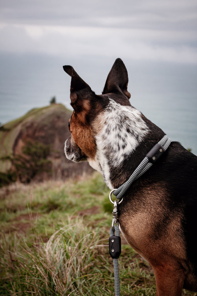 dog looking out in the wilderness near body of water wearing atlas pet company lifetime collar and lifetime leash