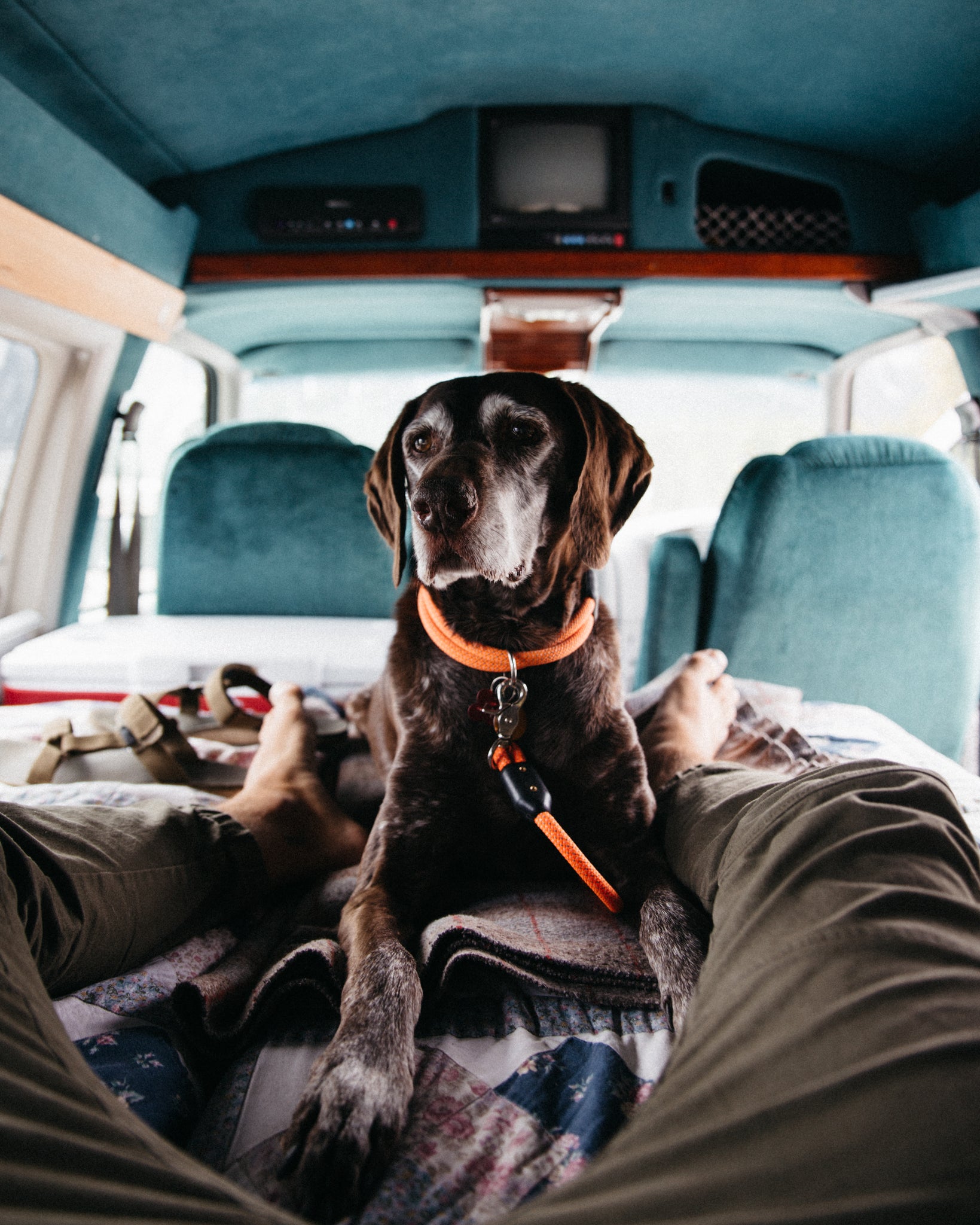 Dog in a van on a Road Trip - Atlas Pet Company Road Trip with Dogs