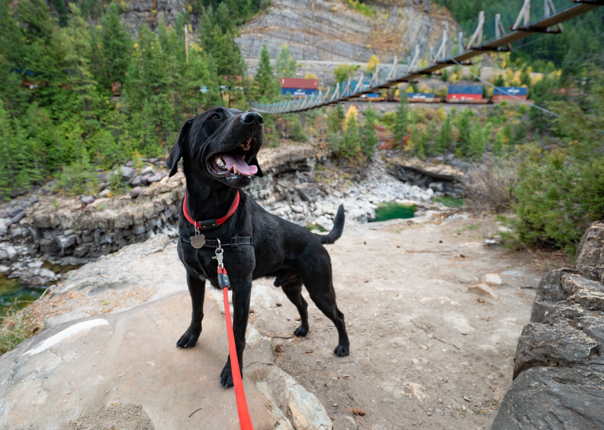 Happy black lab on a hike all geared up - Atlas Pet Company Collar vs Harness