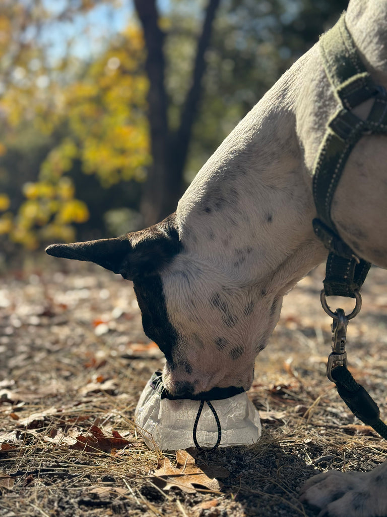 dog drinking out of atlas pet company lifetime bowl on a hike in the woods around trees