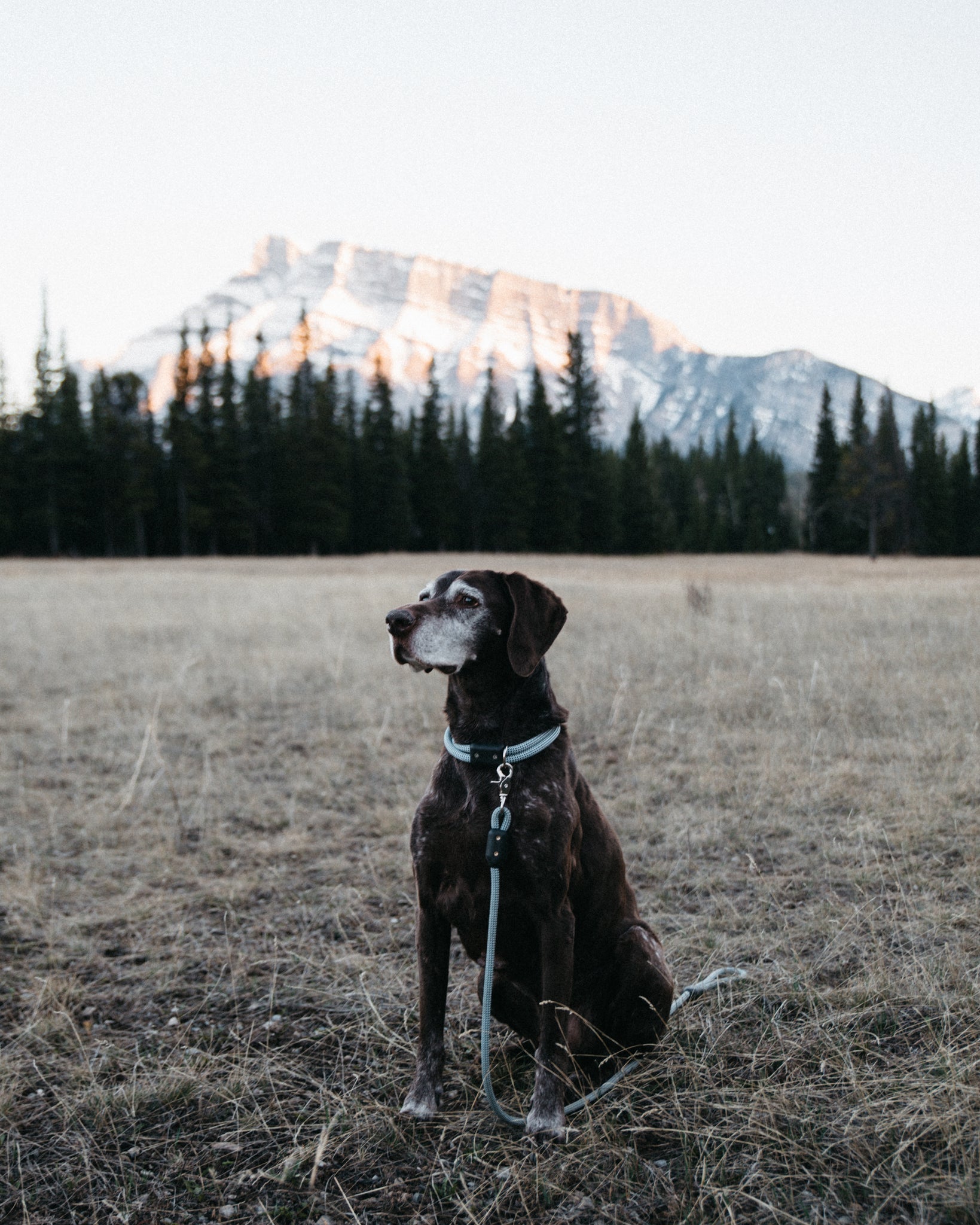 Dog sits in a field with mountains in the backdrop - Atlas Pet Company Feed the Beast: The 6 Supplements Every Active Dog Needs