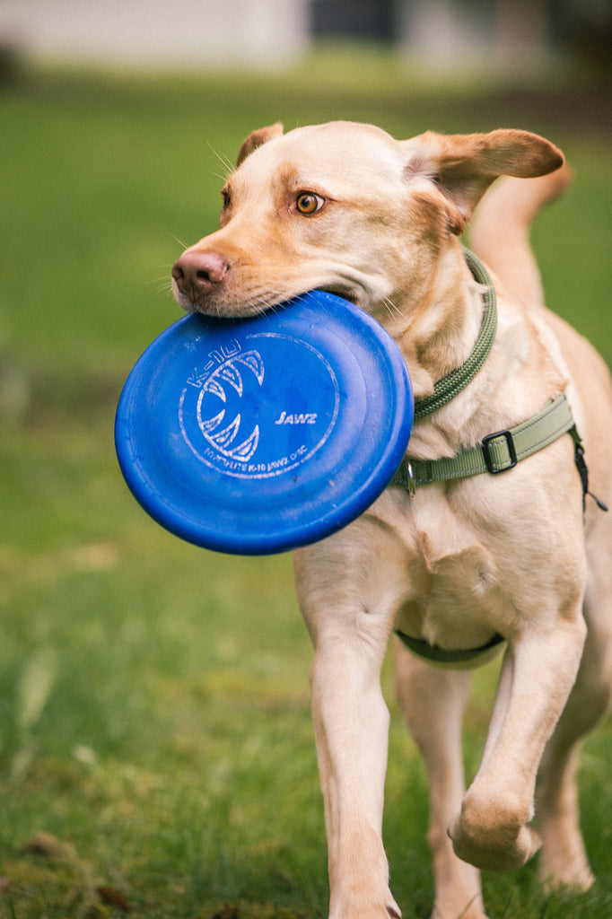 dog running around in the grass with frisbee wearing atlas pet company lifetime harness and lifetime collar