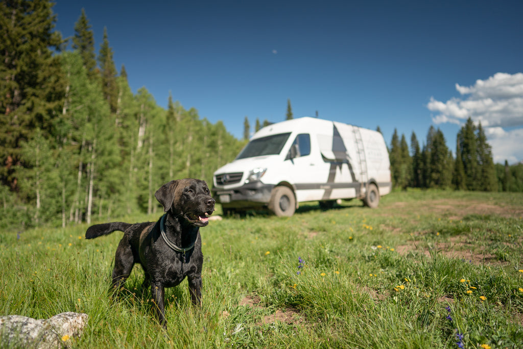 atlas pet company vanlife in crested butte colorado with atlas the labrador standing in the wildflowers showing off-leash outdoor dog