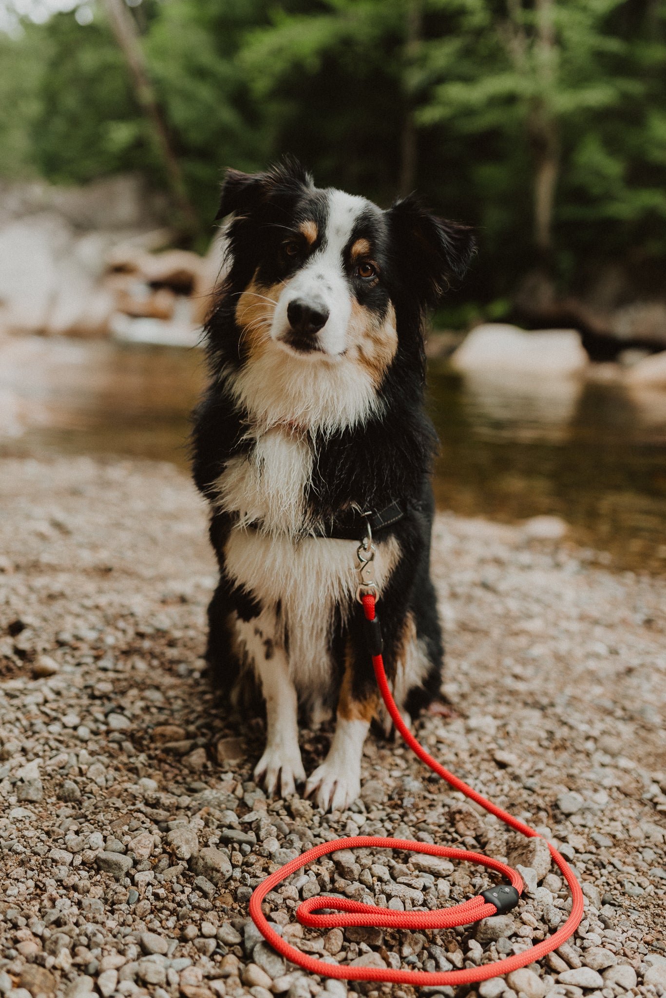 Australian Shepherd wears a harness, collar and leash while playing in a creek- Atlas Pet Company Collar vs Harness