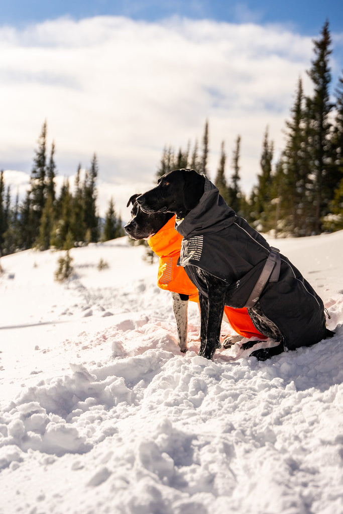 dogs sitting in the snow with jackets on