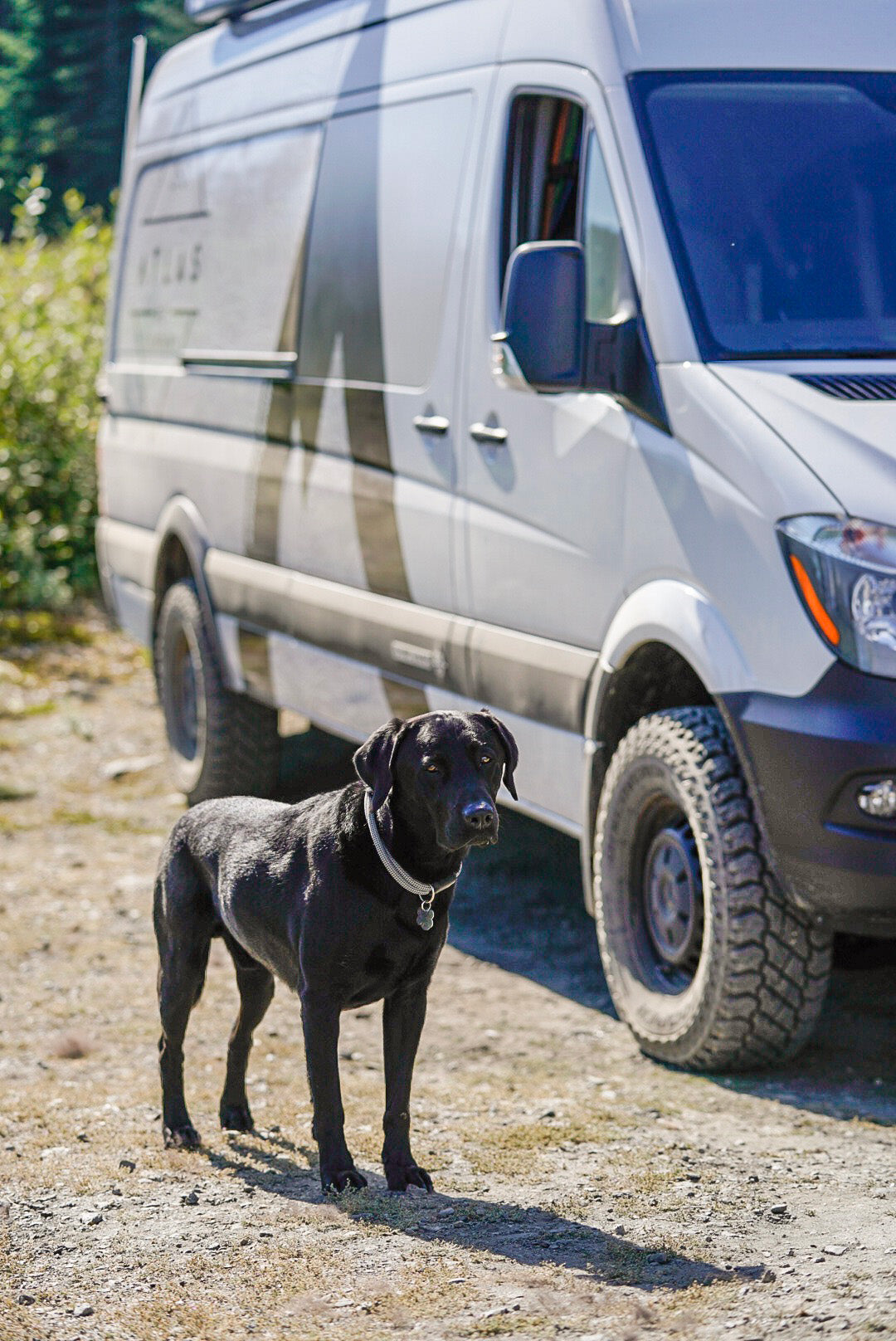 atlas the black lab wearing his silver lifetime collar standing next to the atlas pet company van