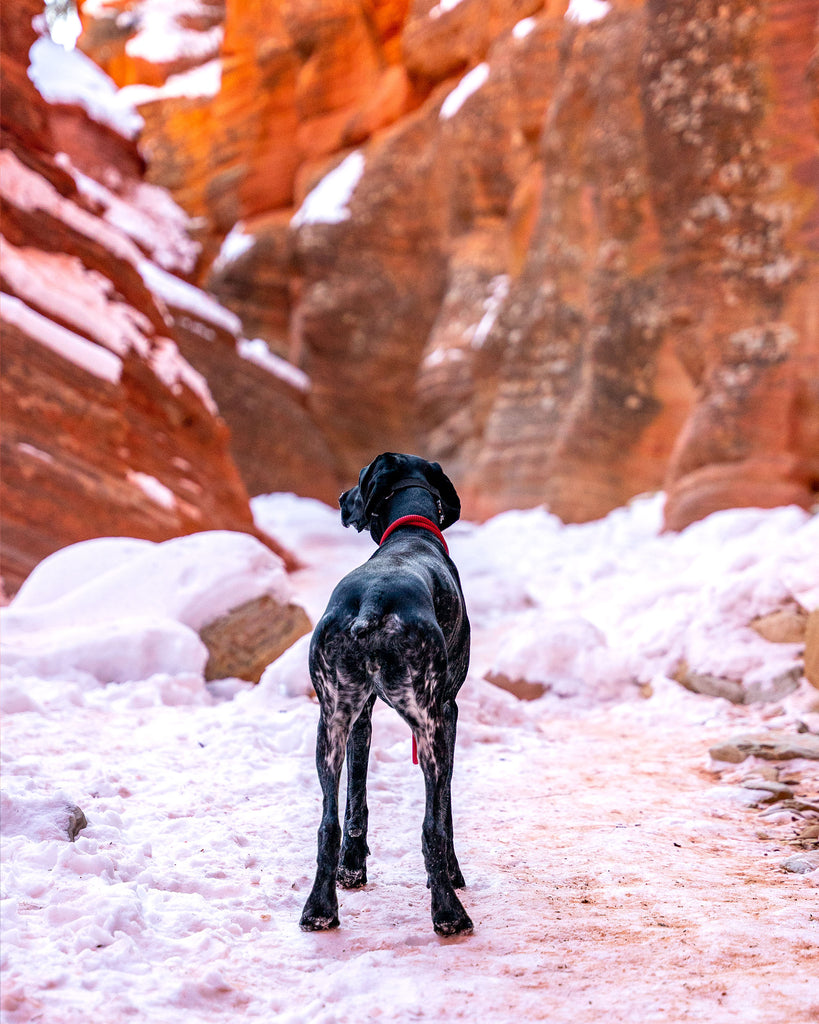 dog wearing the atlas pet company lifeitme collar while standing in a canyon made from red rock