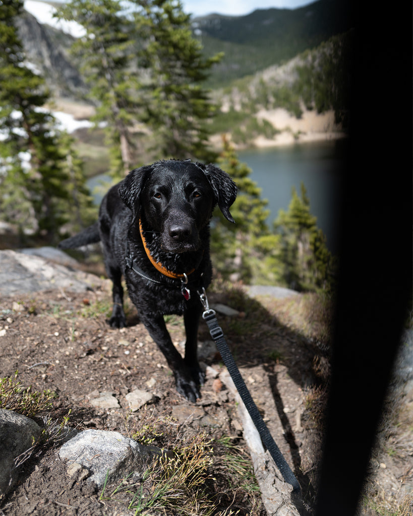 dog standing in front over lake overlook attached to the atlas pet company lifetime lite leash