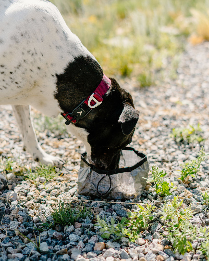 dog eating food out of the atlas pet company lifetime bowl while hiking on the trail