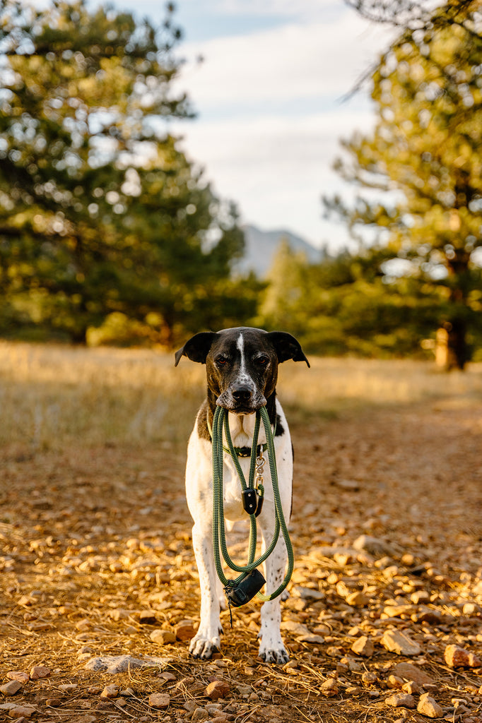 dog standing on rockey ground with the atlas pet company lifetime leash hanging form his mouth.