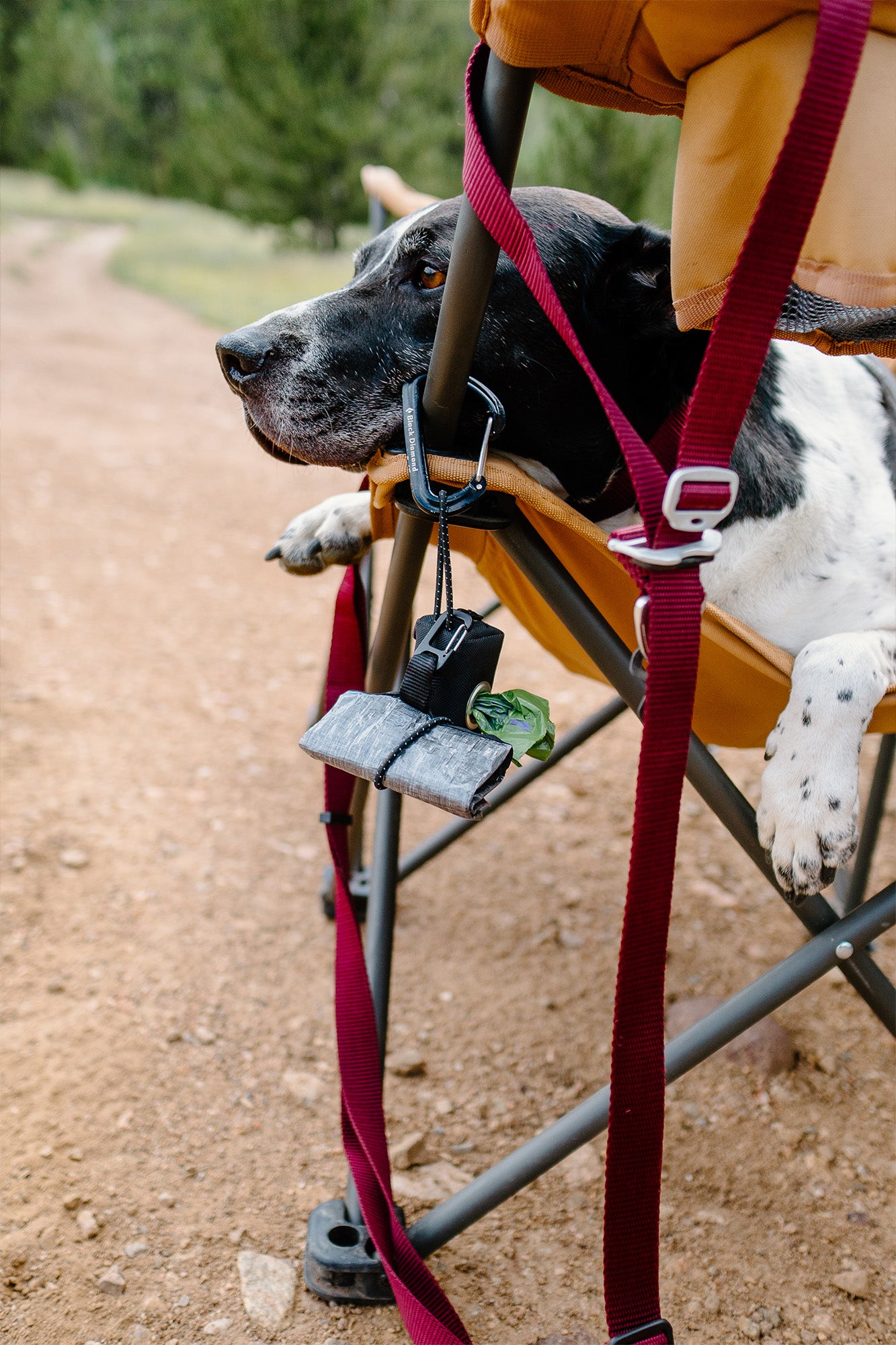 dog laying in a camping chair with the atlas pet company lifetime lite leash, lifetime pouch, and lifetime bowl