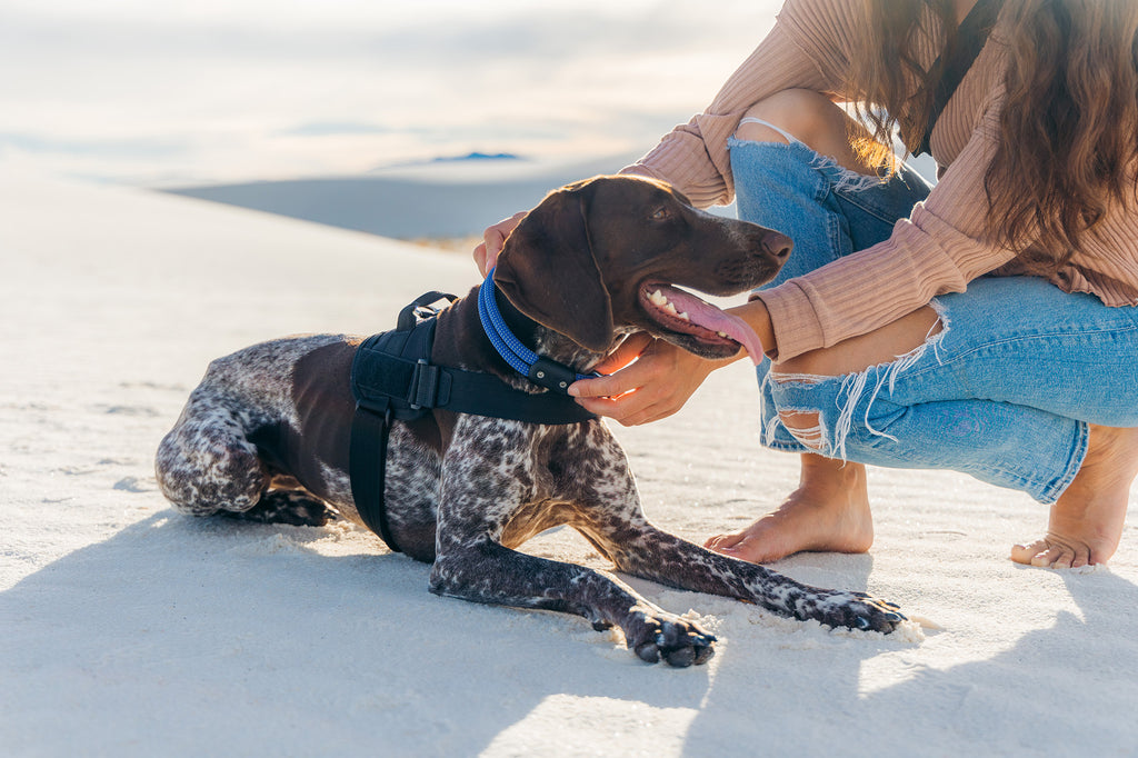 dog wearing a lifetime pro harness in the sand with women putting on a lifetime collar from atlas pet company