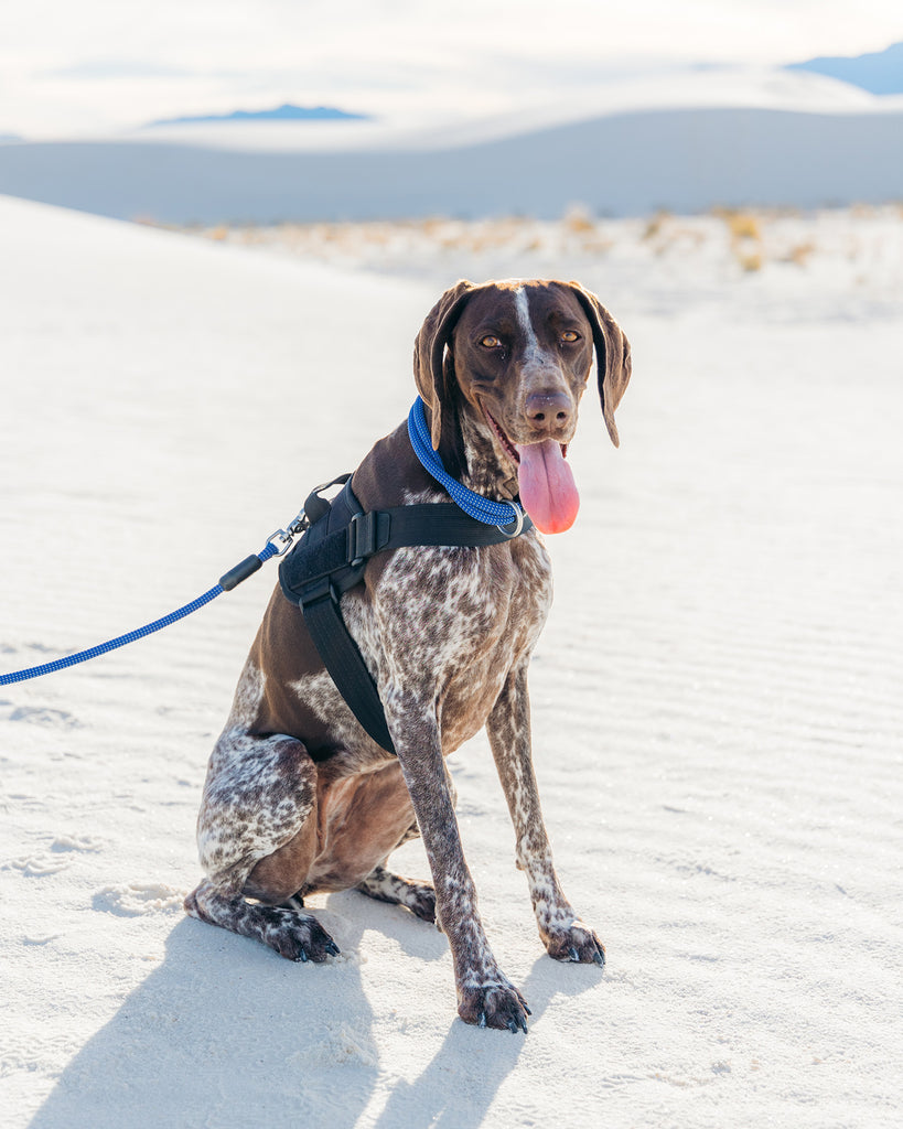 dog in the sand looking at the camera wearing atlas pet company lifetime pro harness, lifetime Leash, and lifetime collar in twilight