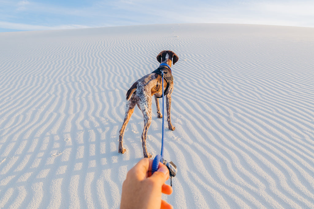 man holding atlas pet company lifetime leash in the sand with his dog looking at the sun