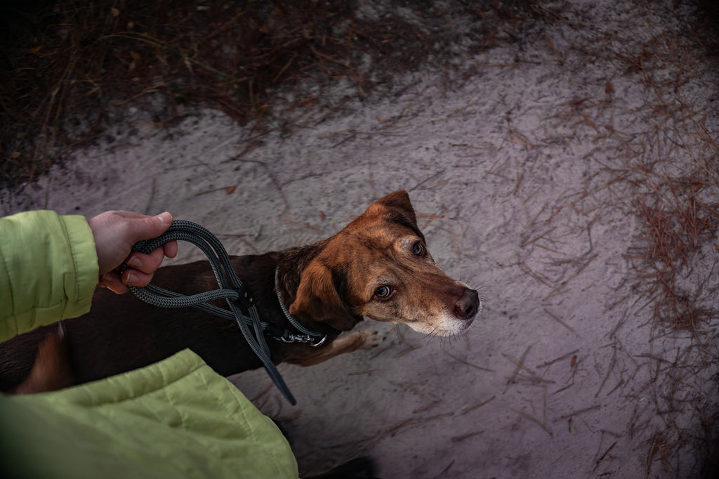 dog looking up at women holding atlas pet company lifetime leash while they're on a hike