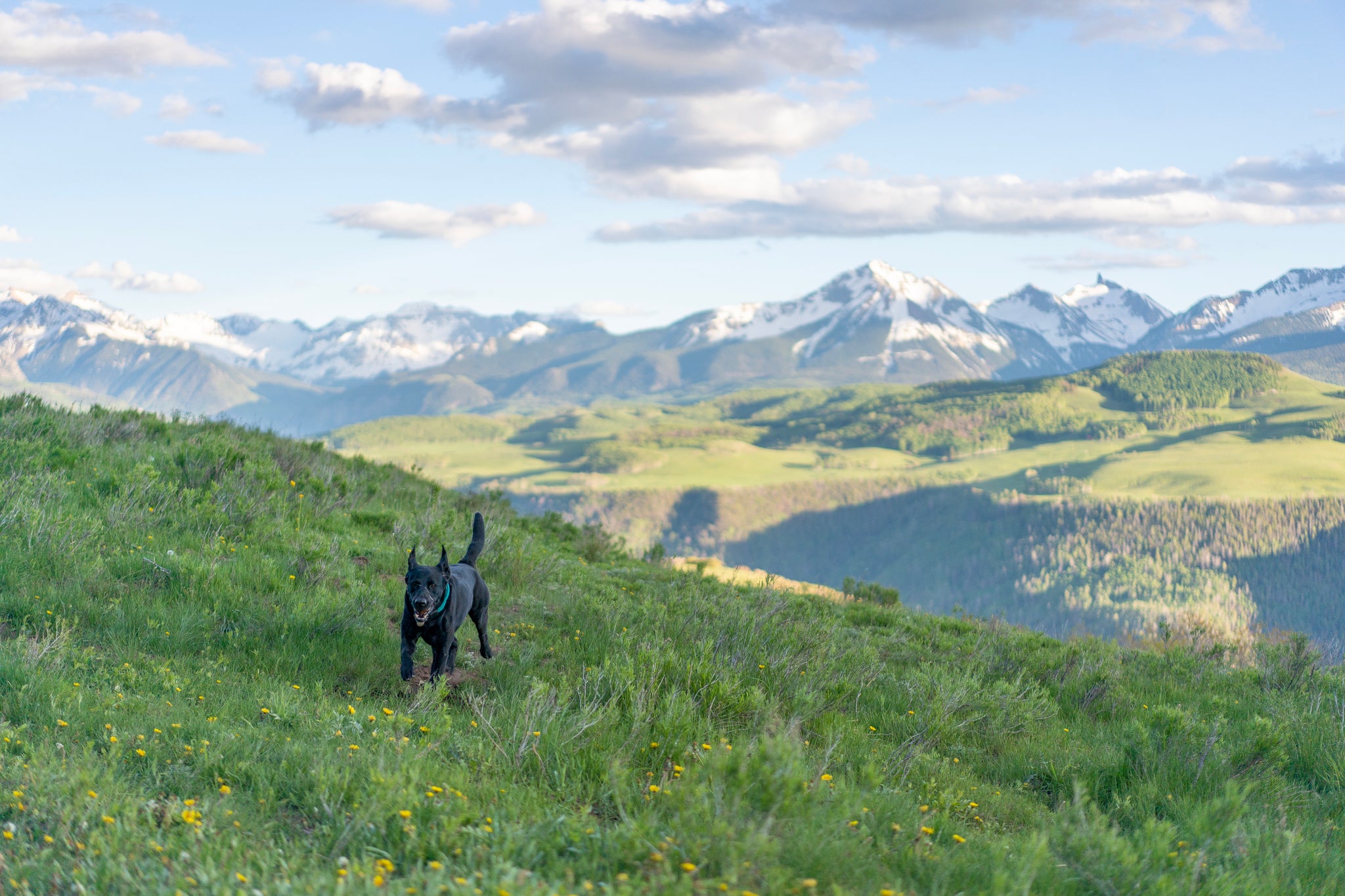 Dog running in a field with mountains in the backdrop - Atlas Pet Company Hiking with Dogs