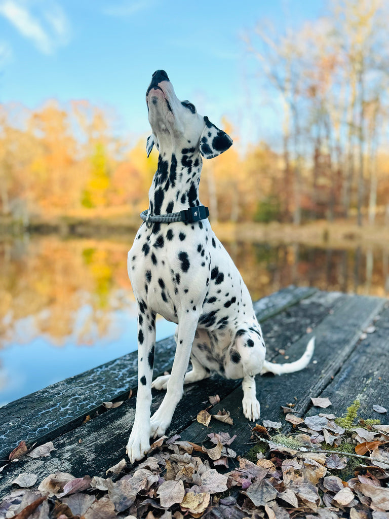 Dalmatian dog looking up at the sky sitting outside near a body of water in the leaves wearing atlas pet company lifetime collar and fi snap