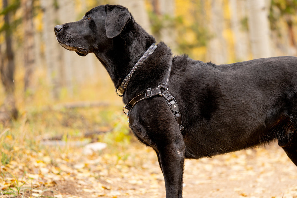 black dog looking up in the woods during the fall wearing atlas pet company lifetime harness and lifetime collar