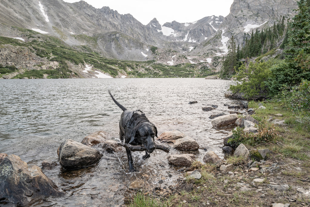 black go out in the wilderness walking out of the water near rocks and mountains wearing atlas pet company lifetime harness and lifetime collar