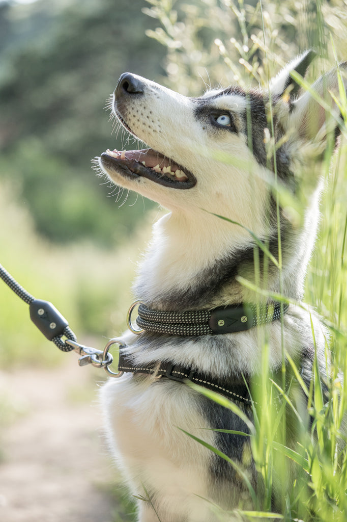 Happy husky puppy on a hike all geared up - Atlas Pet Company Collar vs Harness why you need both