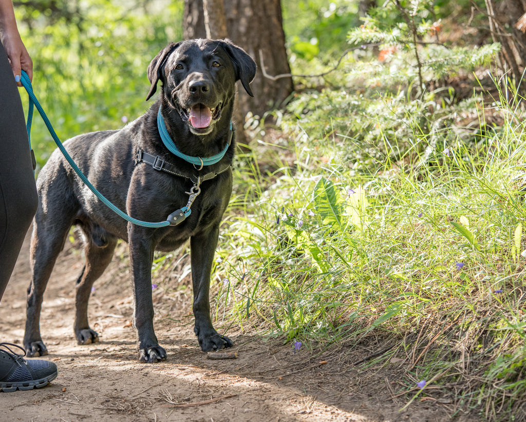 Collar vs. Harness - Why Your Dog Needs Both