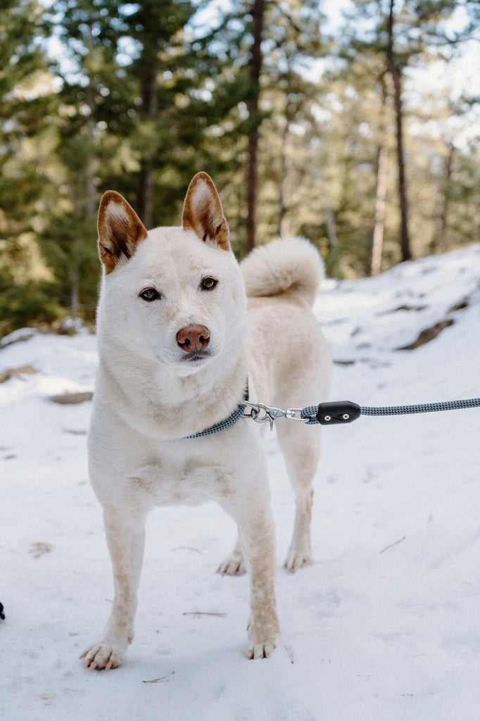 white dog standing in the snow on a hike wearing atlas pet company lifetime collar and lifetime leash