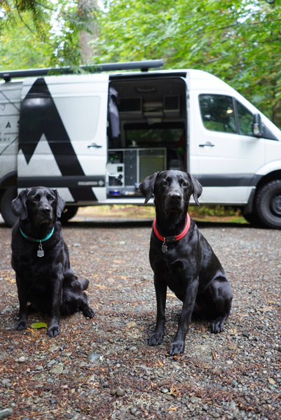 black labs wearing the atlas pet company lifetime collar on van life road trip