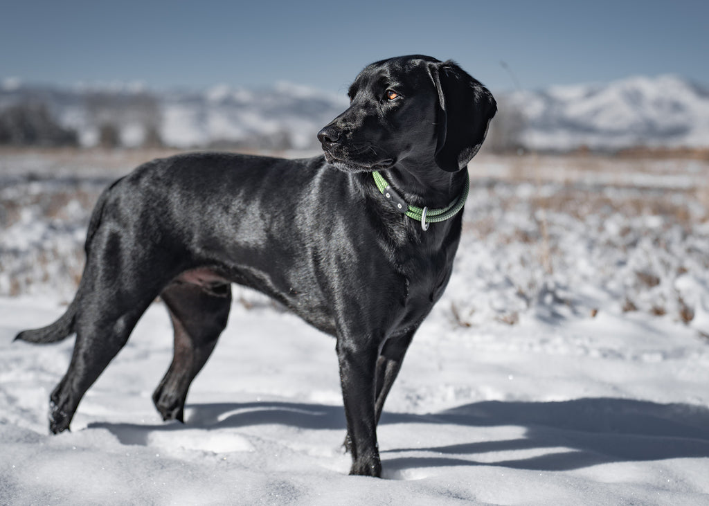 black dog standing in the snow near the mountains smiling wearing atlas pet company lifetime collar