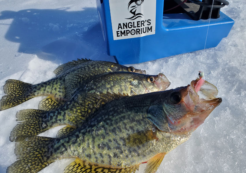 3 crappie caught ice fishing