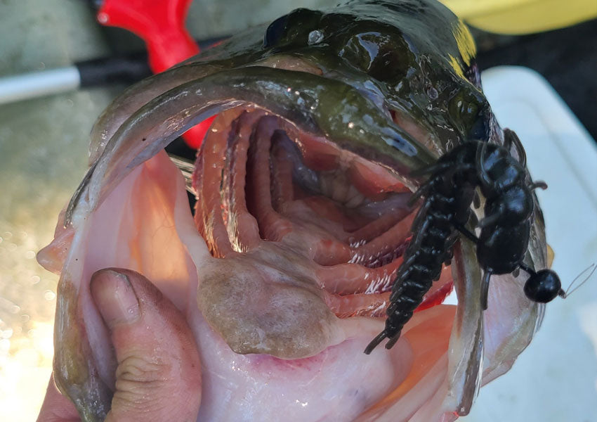 largemouth bass hellgrammite