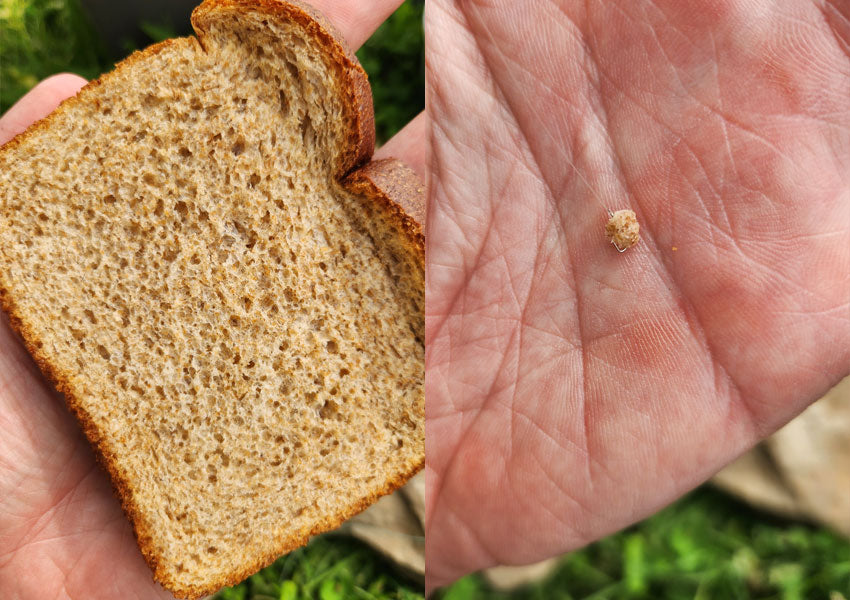 bread as micro fishing bait