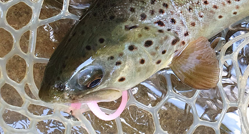 brown trout caught on pink worm
