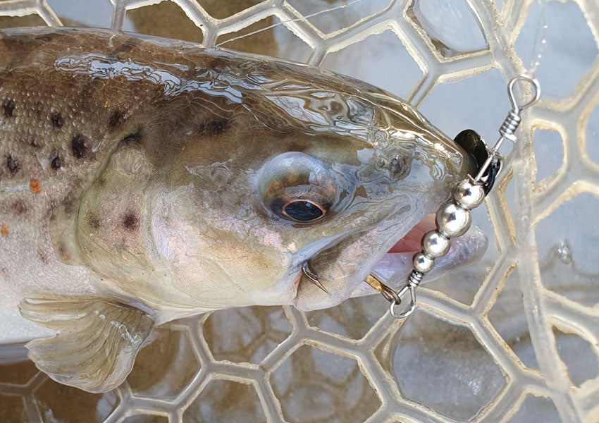 brown trout caught on swiss swing spinner
