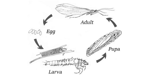 Caddisfly life cycle