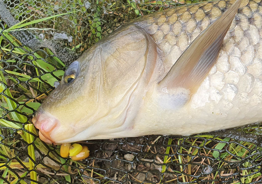 carp caught on artificial corn
